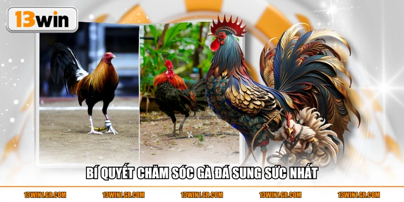 Bí quyết chăm sóc gà đá sung sức nhất