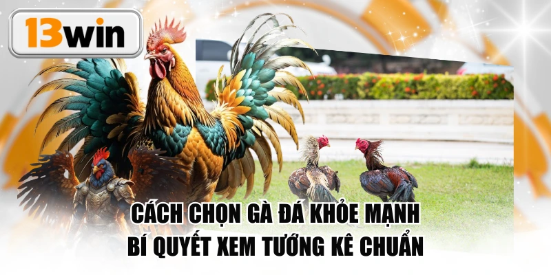 Cách Chọn Gà Đá Khỏe Mạnh