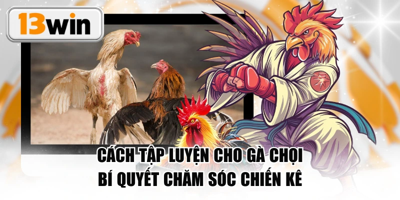 Cách Tập Luyện Cho Gà Chọi