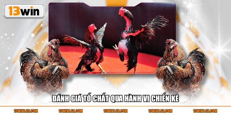 Đánh giá tố chất qua hành vi chiến kê