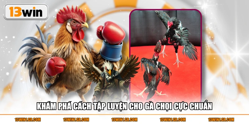 Khám phá cách tập luyện cho gà chọi cực chuẩn