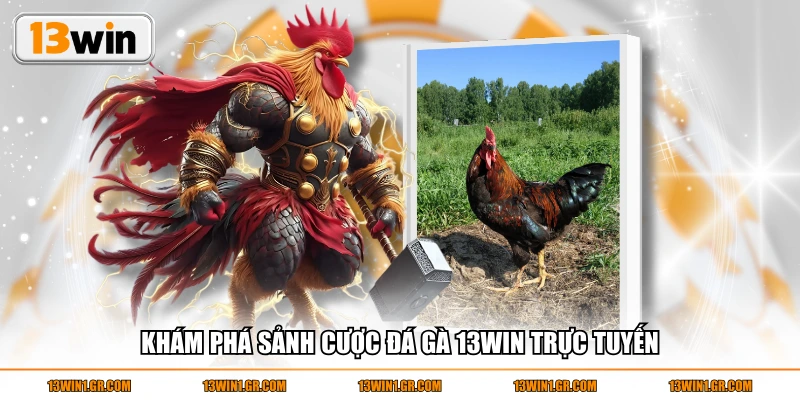 Khám phá sảnh cược đá gà 13WIN trực tuyến