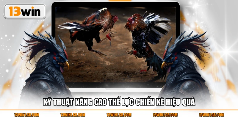Kỹ thuật nâng cao thể lực chiến kê hiệu quả