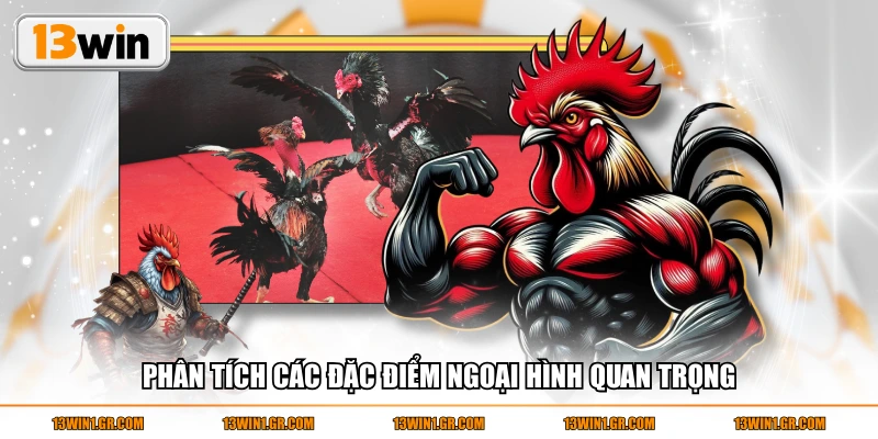 Phân tích các đặc điểm ngoại hình quan trọng