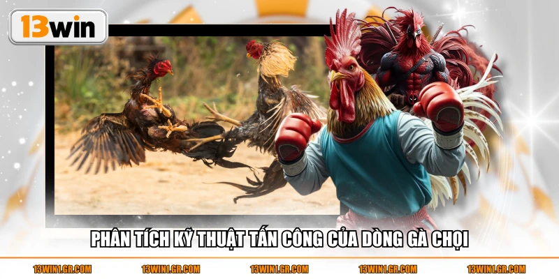Phân tích kỹ thuật tấn công của dòng gà chọi
