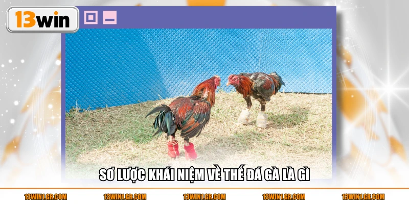 Sơ lược khái niệm về thế đá gà là gì