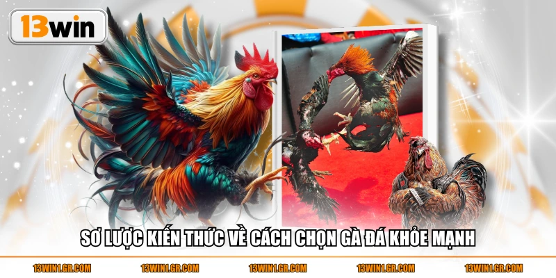 Sơ lược kiến thức về cách chọn gà đá khỏe mạnh